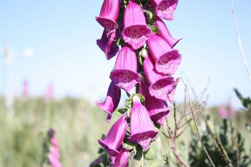 foxglove rose flower