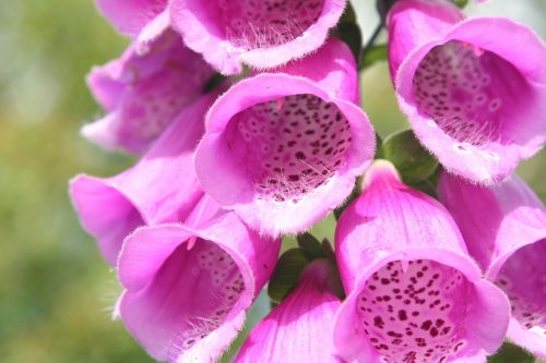 foxglove digitalis flower