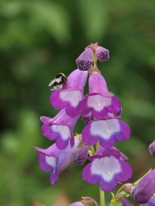 foxglove bee digitalis