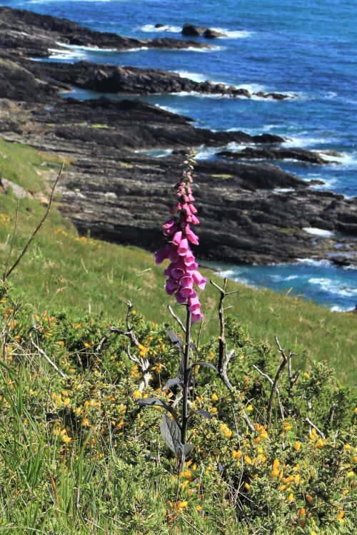 foxglove coast nature