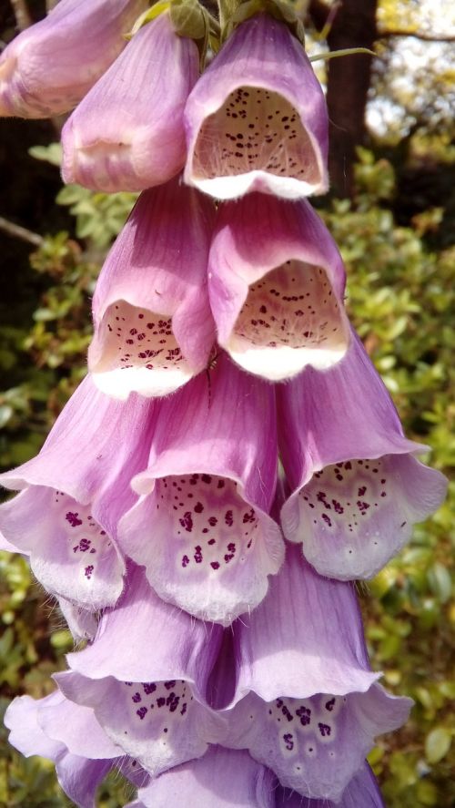 foxglove flower nature