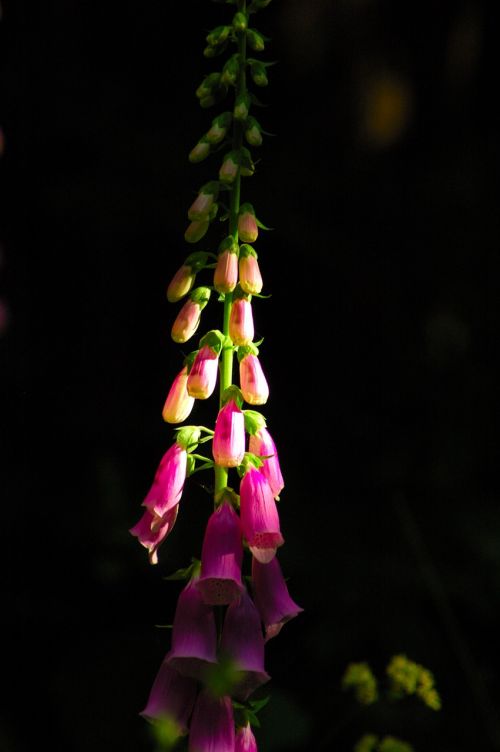 foxglove flower green