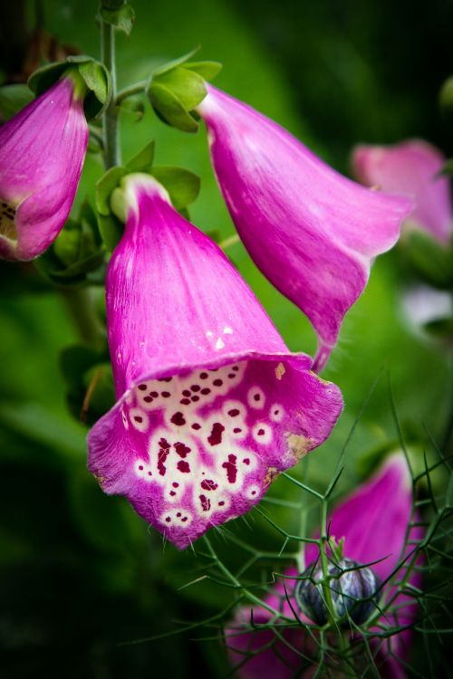 foxglove flowers digitalis