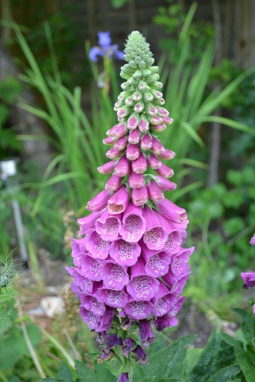 foxglove wild close-up