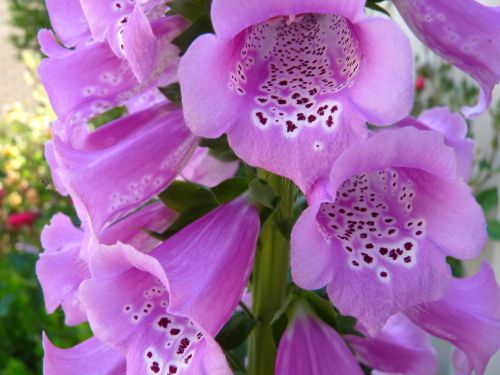 foxglove mauve flower