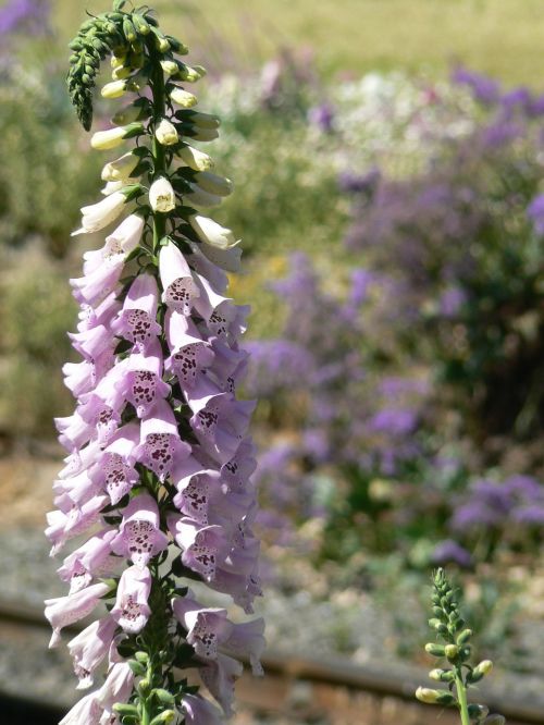 foxglove digitalis purple