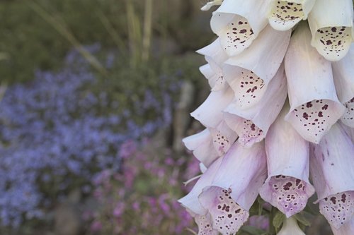 foxglove  garden  macro