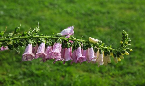 foxglove  flower garden  pink