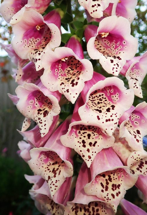 foxglove  flower  digitalis