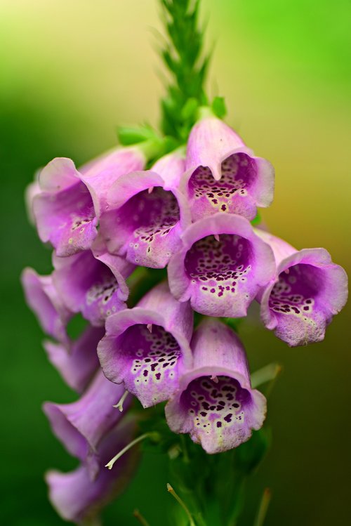 foxglove  flower  plant