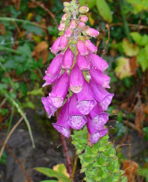 Foxglove In The Rain