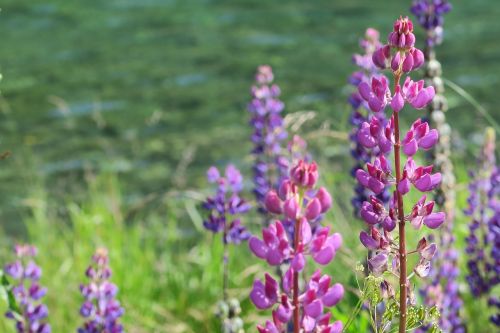 foxgloves flower the nature of the