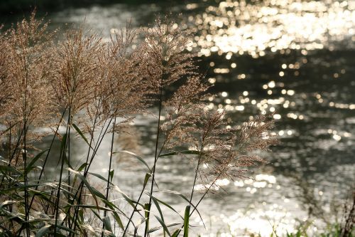 foxtail reed riverside