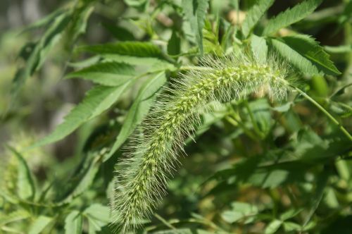 foxtail green plants