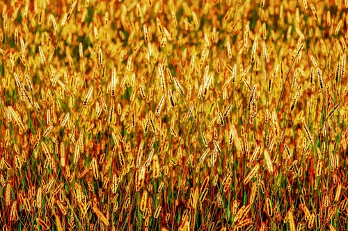 foxtail  grasses  backlighting