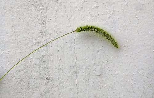 foxtail  weeds  yarn