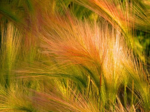 foxtail barley ornamental grass grass