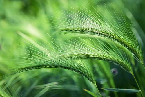 foxtail barley  plant  grass