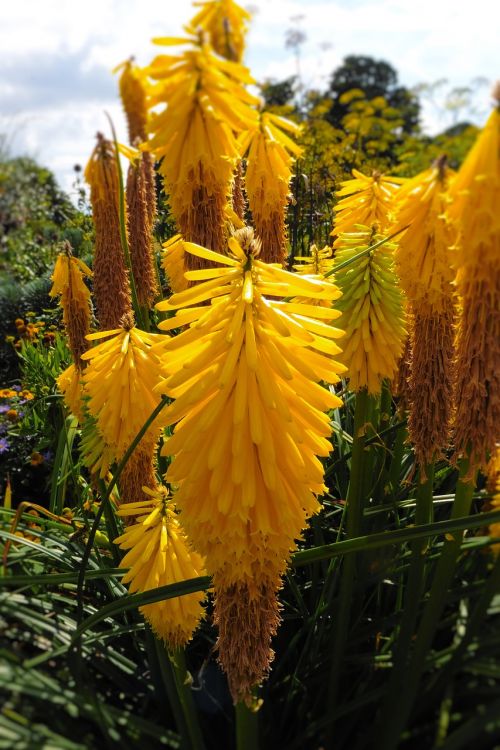 foxtail lilies yellow flowers garden