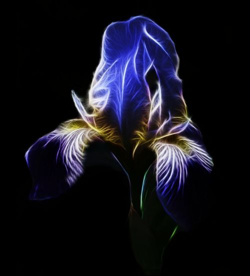 fractalius iris high beard iris