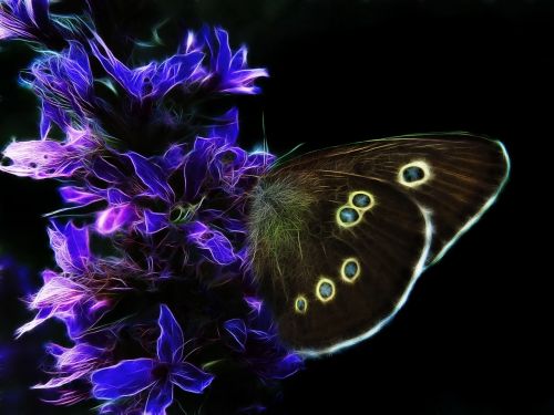 fractalius photo art butterfly