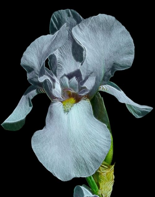 fractalius high beard iris iris