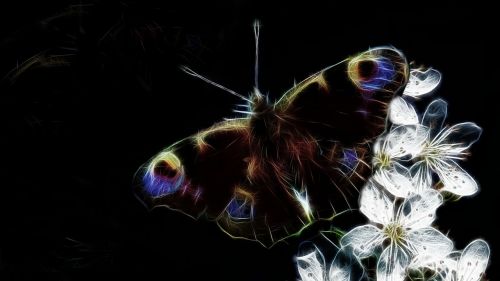 fractalius peacock butterfly nature