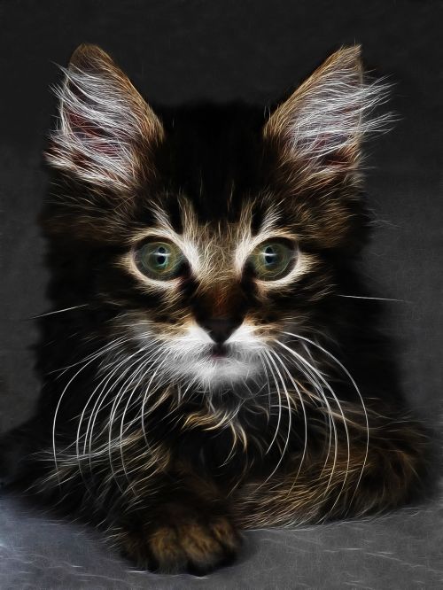 fractalius cat animal