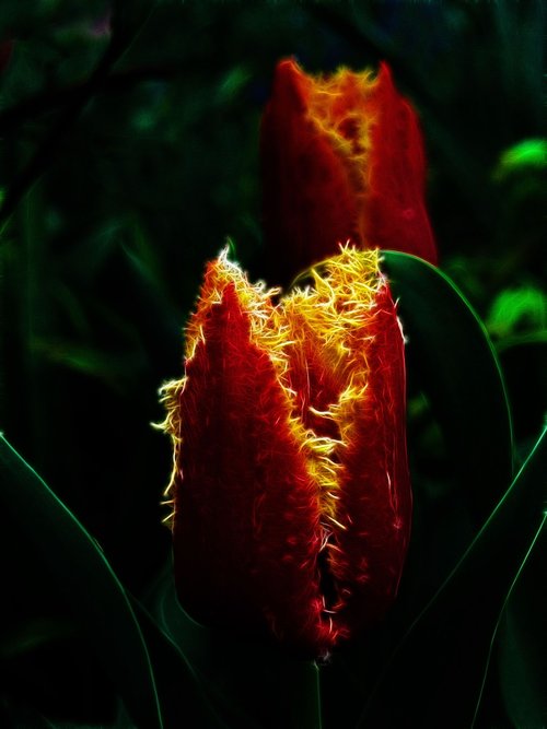 fractalius  tulip  fringed tulip