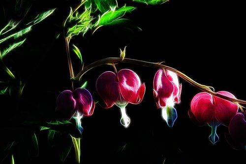 fractalius  bleeding heart  red flower