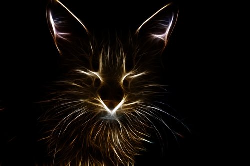 fractals  cat  animal