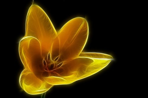 fractals  tulip  yellow