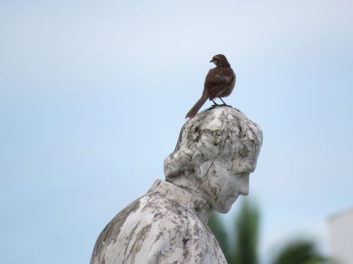 fraga bird on the statue bird