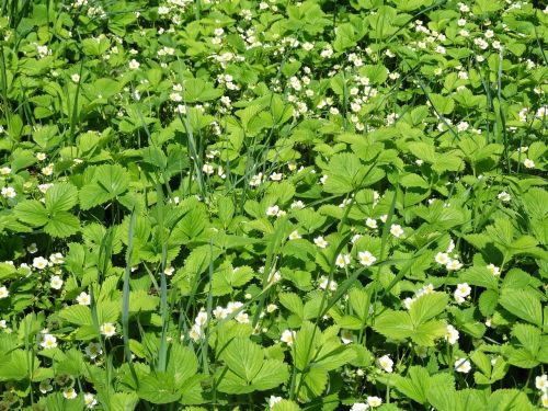 fragaria vesca flower green