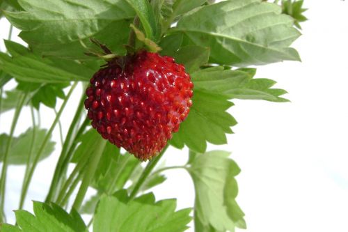 fragaria vesca fruit summer