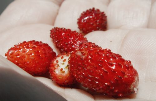 fragaria vesca dessert fruit