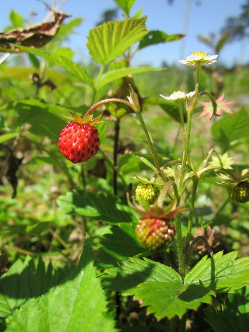 fragaria vesca wild strawberry woodland strawberry