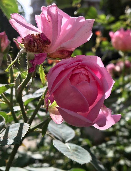 fragrance  pink roses  rose
