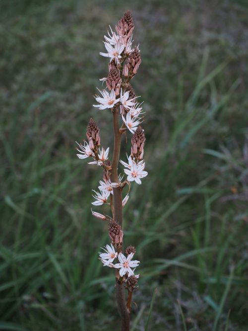 fragrant asphodel flower blossom