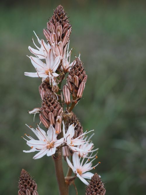 fragrant asphodel flower blossom