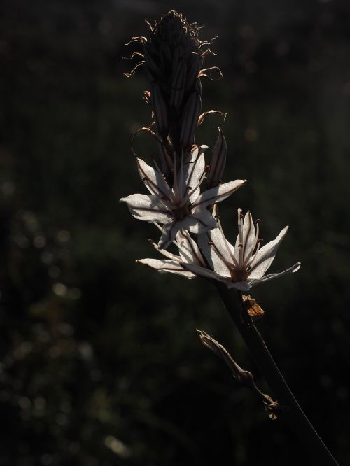 fragrant asphodel flower back light