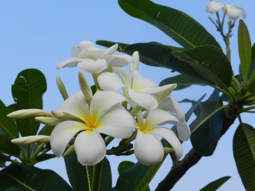 fragrant flowers white flowers frangipani
