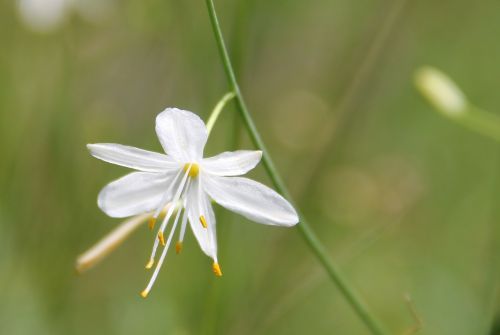 fragrant grass lily wild flower white