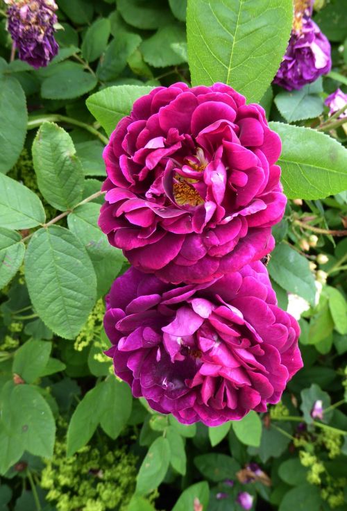 fragrant roses purple garden