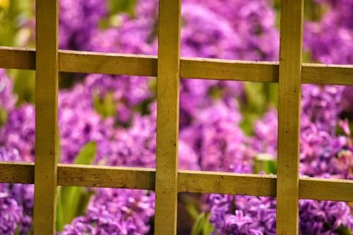 frame flower purple