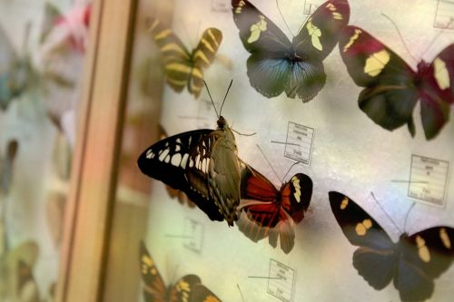 frame butterflies collection