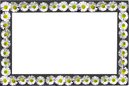 frame daisies border