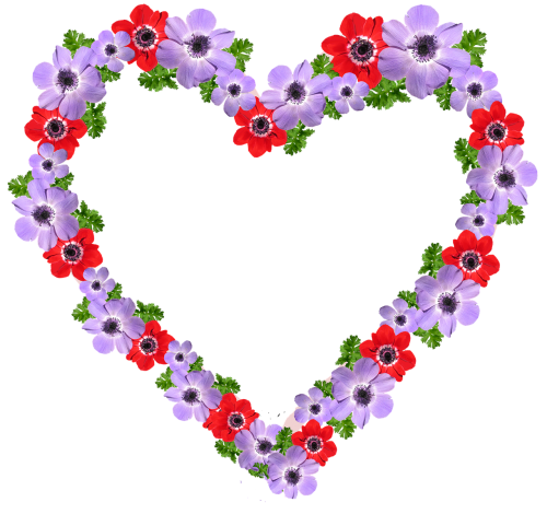 frame heart anemone