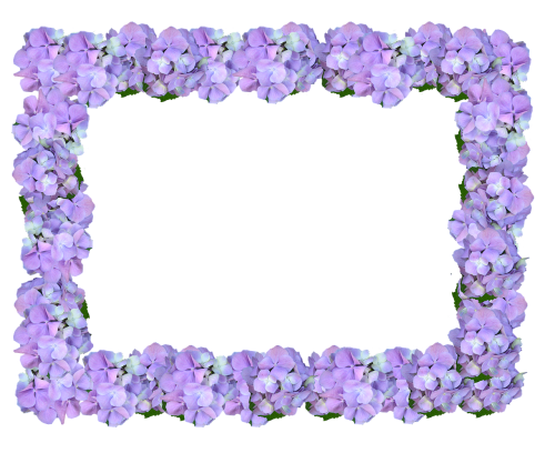 frame hydrangea floral