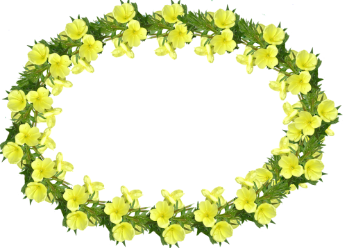 frame evening primrose yellow